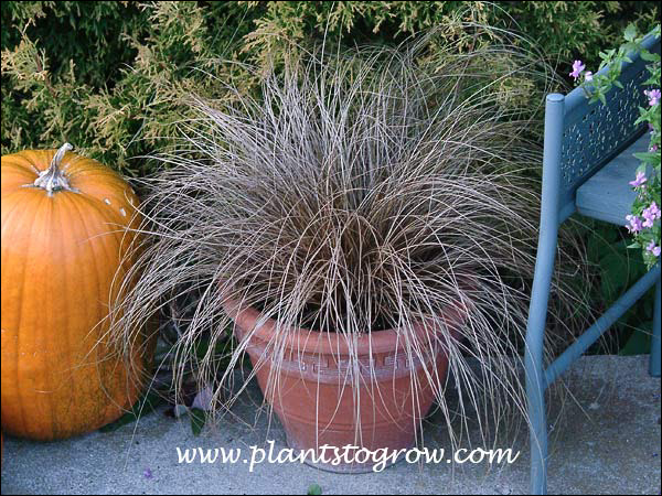 Carex Bronco (Carex comans) 
In an 8 inch pot (mid summer). Compare this picture to the next to see how the foliage color changes.